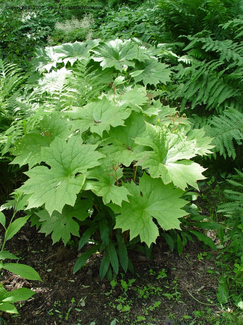 Diphylleia cymosa--CT. Norfolk. Hillside Gardens. (McGourty). 28 Jun 03. 009.jpg