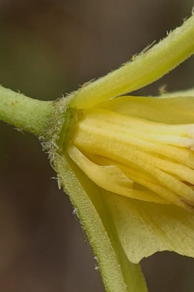 Grewia, C. Davidson 14070--Gabon. Maurel and Prom Rd. 24 Oct 2019. DSC02146 (40).JPG