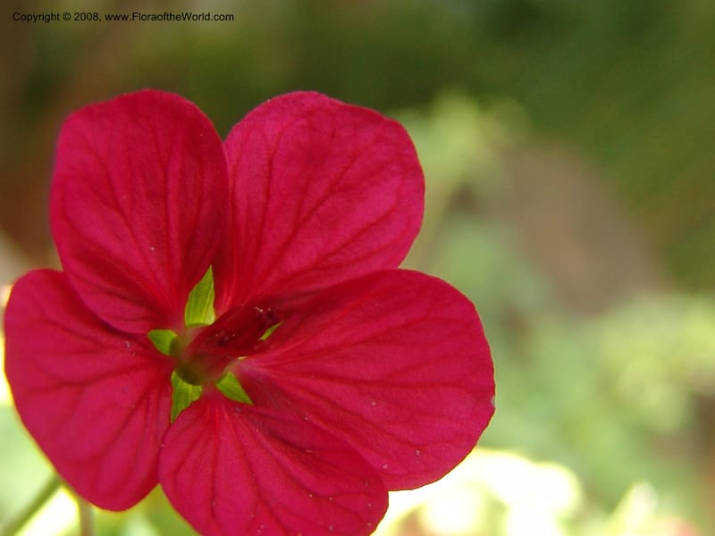 Geranium caespitosum, 79.0605--CA. UC Berkeley Bot. Garden. 31 May 07. 016.jpg