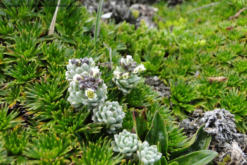 Draba, Ulloa 2022--Ecuador. Napo. Volcan Antesana. 2 Jun 2011. 206.jpg