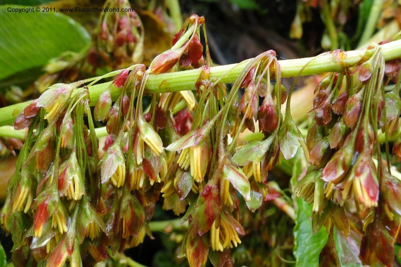Rumex tolimensis, Ulloa 1994--Ecuador. Napo. Papallacta to Baeza. 1 Jun 2011. 376 (32).jpg
