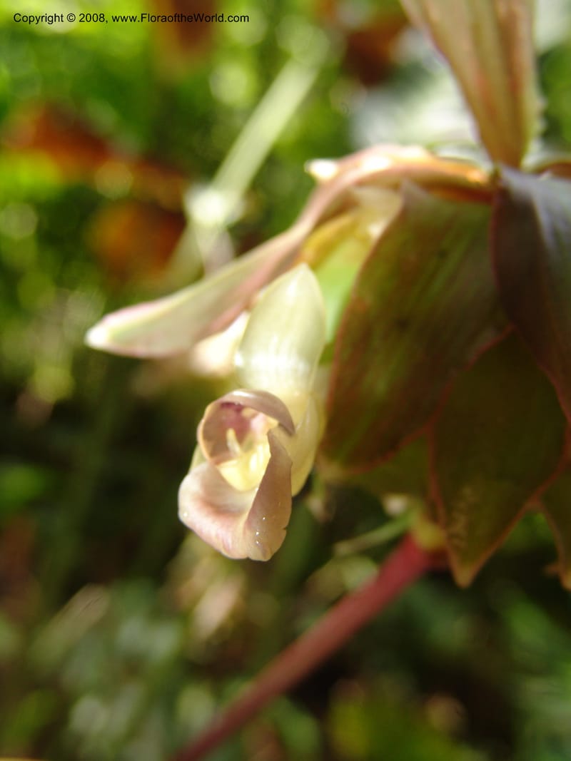 Calathea, RVasquez32966--Peru. Pillcopata. Qbda Pini Pini. 29 Oct 07. 302.jpg