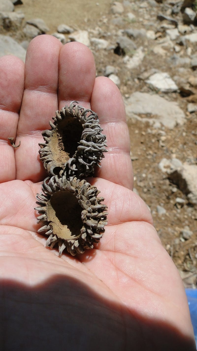 Quercus ithaburensis ssp. macrolepis, A. G. Miller 132.13--Iraq. Kurdistan. Shakh-i Pira Magun. Gueza Khan. 11 June 2010. 017 (12).jpg