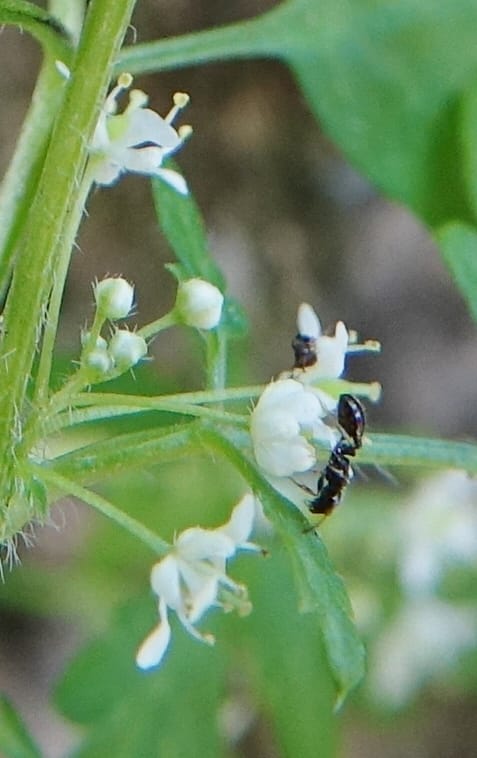 Yinshania acutangula subsp. wilsonii, C. Davidson 13755--China. Sichuan. Yibailingba-gou. 12 Aug 2017. DSC04660 (651).JPG