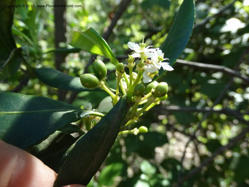 Pitavia punctata, Davidson, C 12801--Chile. L-30-M to Constitution. Jct to Empedrado. 25 Nov 2014. DSC07670 (46).JPG