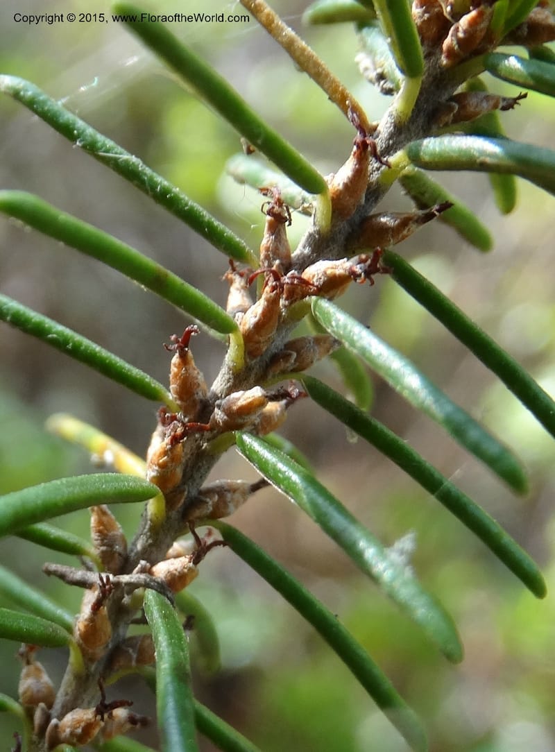 Ceratiola ericoides, Davidson, C 13062--South Carolina. Lexington Co. Redmond Rd. 20 May 2015. DSC06945 (6).JPG