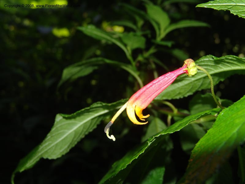 Lobelia laxiflora, N. Martinez534--MX. Chiapas. Res. Biosf. El Triunfo. Sendero Cipresal. 9 Nov 04. 043.jpg
