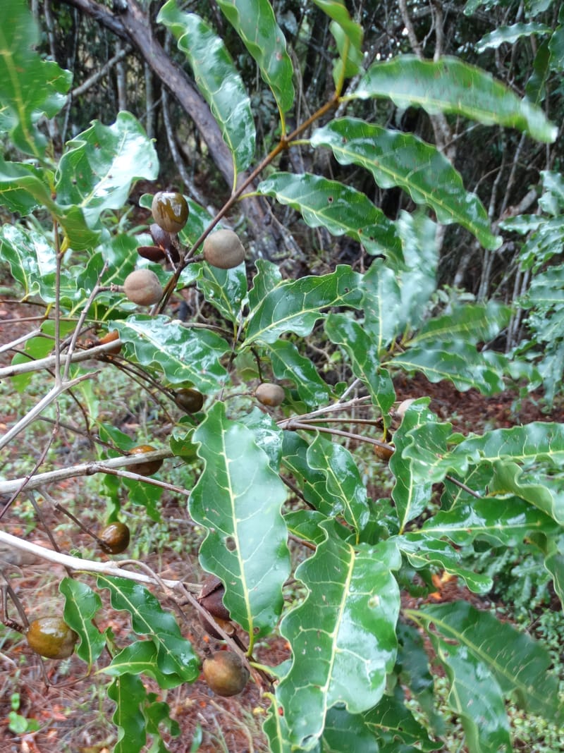 Lepidocupania globosa, Lowry, P 7404--New Caledonia. Creek Hervouet. 19 Nov 2015. DSC03817 (78).JPG