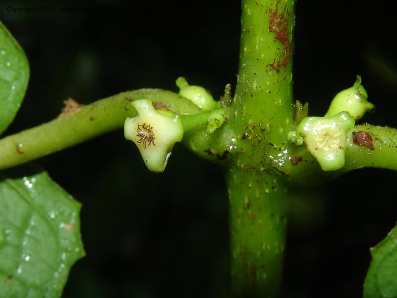 Siparuna subinodora, AAraujoM1193--Bolivia. Pq. Nac. Madidi. Rio Tuichi, Rudidi Cr. 28 Nov 04. 264.jpg