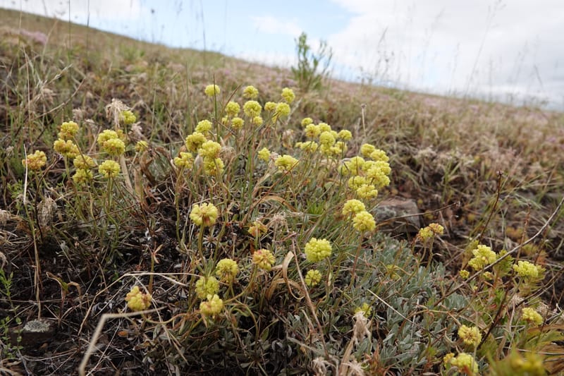 Eriogonum douglasii, C. Davidson 13770--Oregon. Wallowa Co. Upper Camp Creek Canyon. 4 Jun 2018. DSC04733 (98).JPG