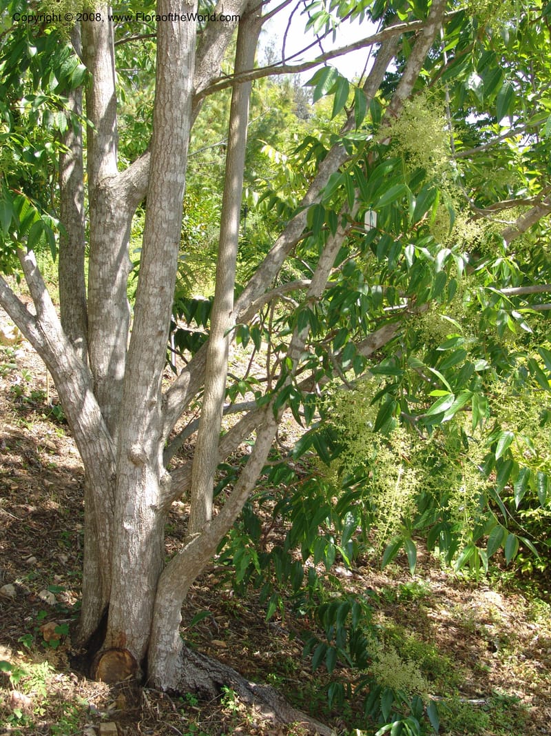Rhus punjabensis v. sinica, 92.008--CA. Quarryhill Bot. Garden, Glen Ellen. 1 Jun 07. 258.jpg