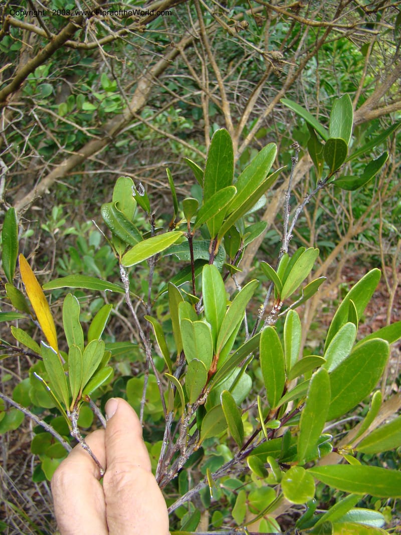Medicosma, JMunzinger 4727--New Caledonia. Poum Mine. 13 Nov 07. 160.jpg