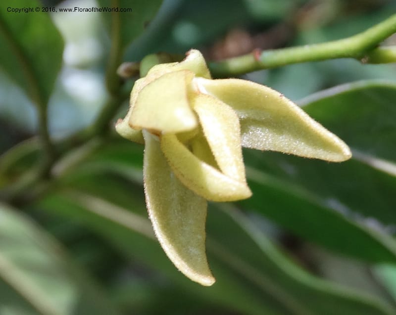 Artabotrys, Davidson, C 12924--Sabah. Kinabalu Nat. Park. Bundu Tuhan View Trail. 28 Mar 2015. DSC00951 (226).JPG