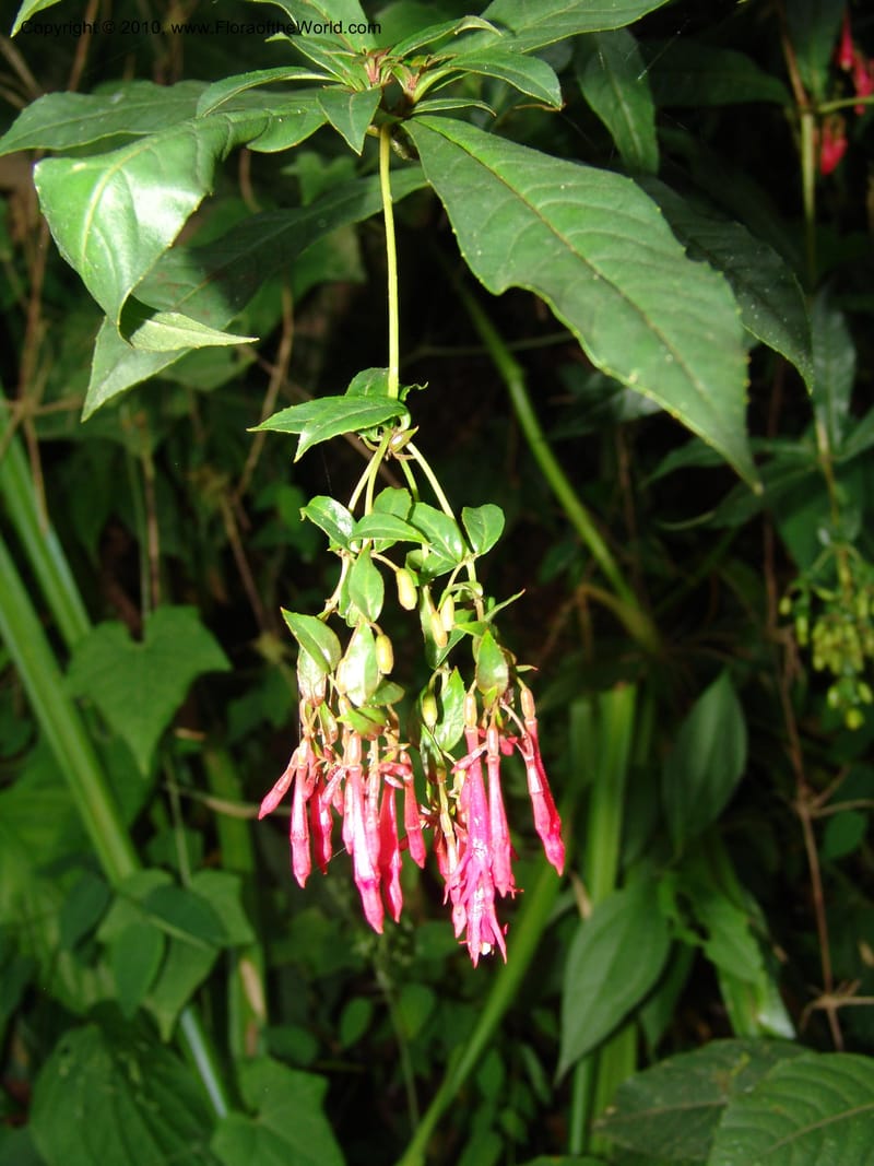 Fuchsia scabriuscula, Croat 96480--Ecuador. Prov. Pichincha. Tandayapa-Nono Rd. 27 Mar 06. 180 (1).jpg