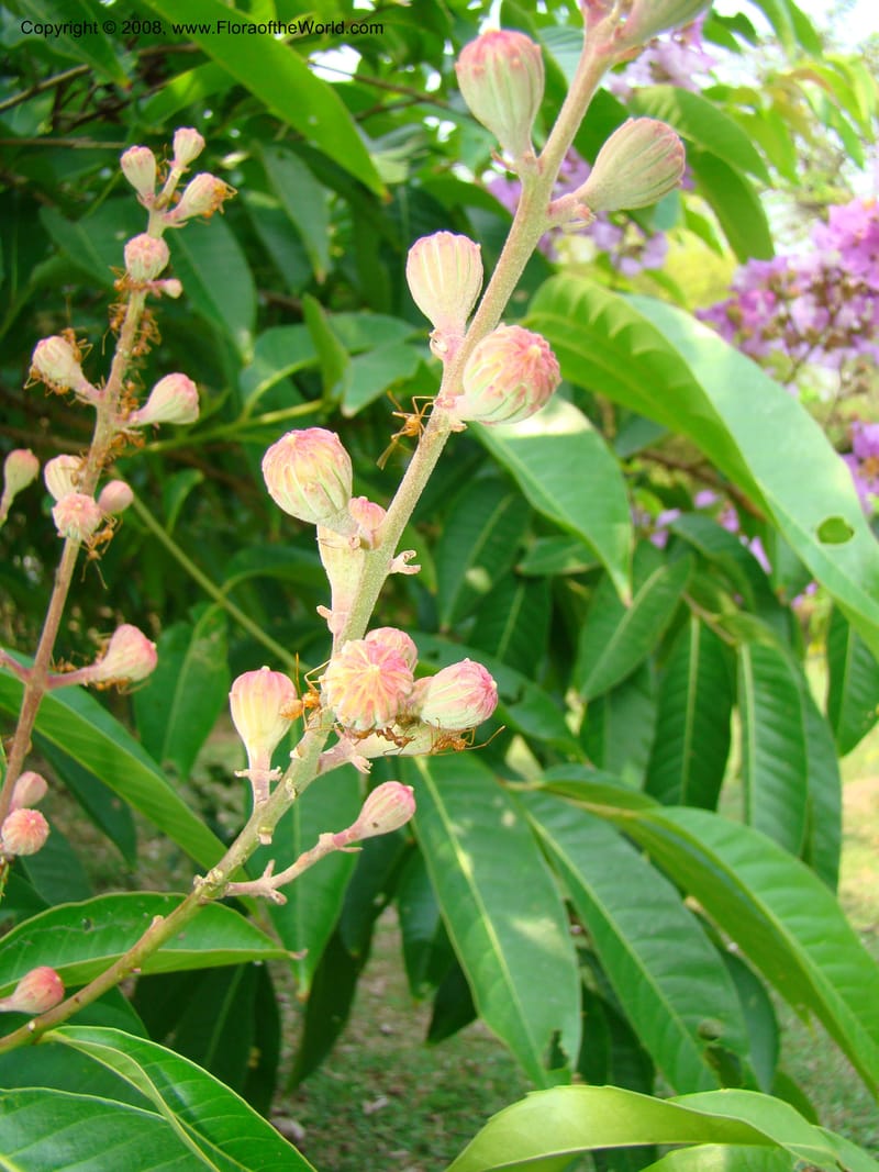 Lagerstroemia--Thailand. Queen Sirikit Arboretum, ca Khon Kaen. 11 Mch 08. 133.jpg
