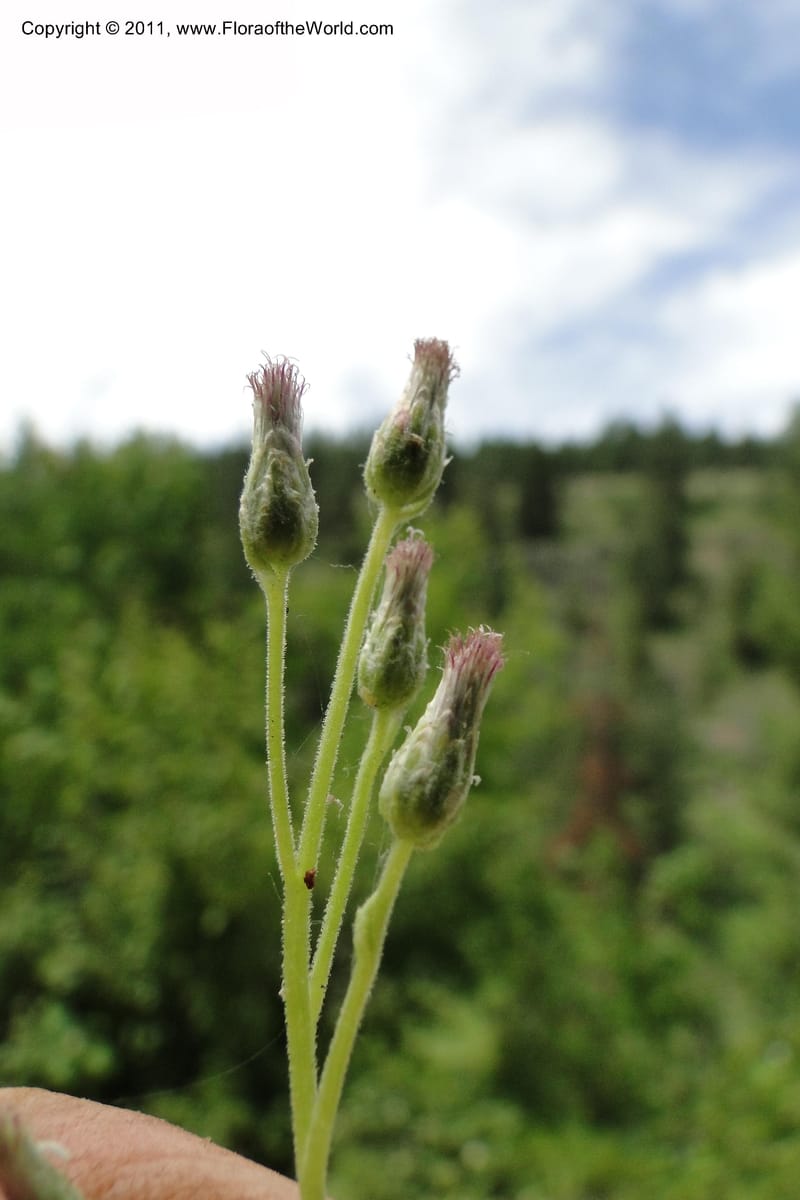 Antennaria racemosa, Davidson, C 11890--Idaho. Adams Co. Fish Lake Rd. 10 July 2011. 179 (6).jpg