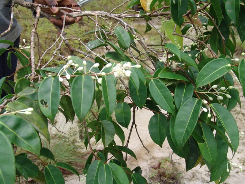 Scytopetalum klaineanum, GWalters1650--Gabon. Prv. Estuaire. Mondah For. 16 Apr 06. 139.jpg