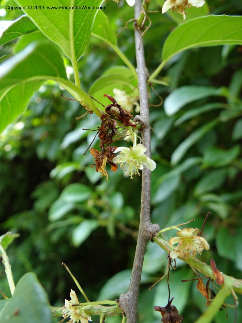 Actinidia callosa var. discolor, Li Pan 1205270--China. Zhejiang Prov. Shunxi Village. 28 May 2012. DSC00347 (107).JPG