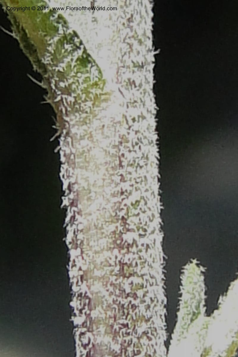 Boechera retrofracta, Davidson 11837--Idaho. Boise Co. Grimes Creek Rd. 28 June 2011. 072 (9).jpg