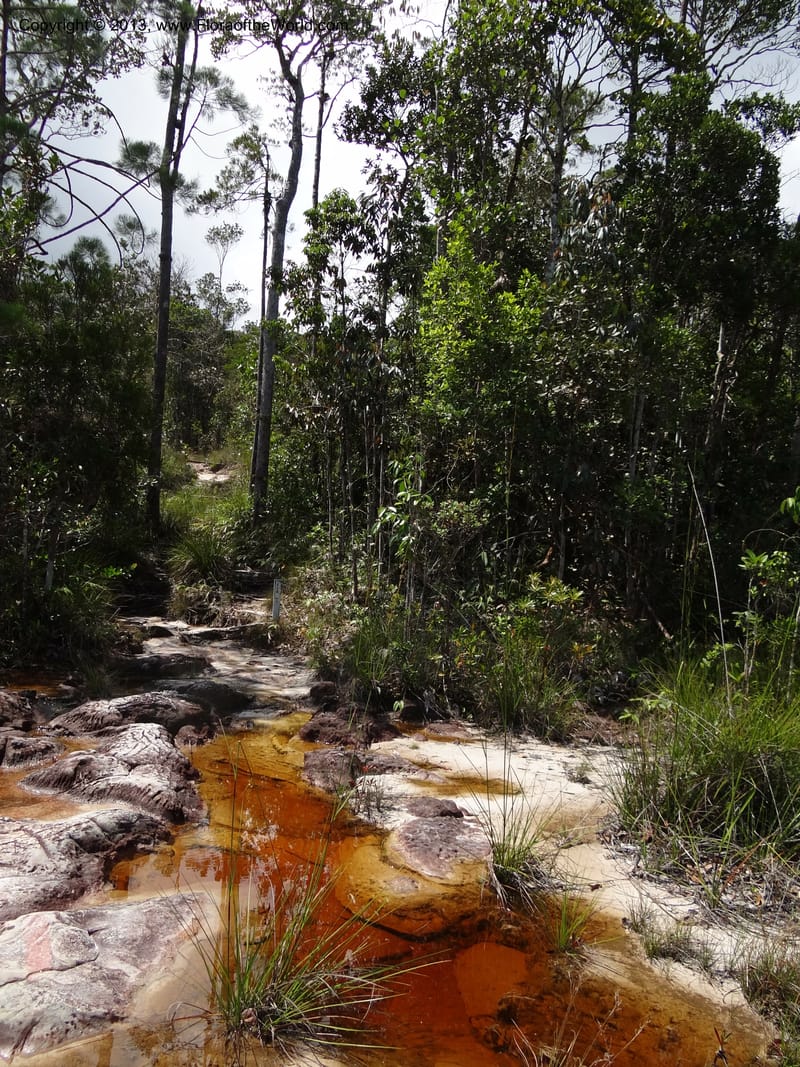 Malaysia, Sarawak. Bako Nat. Park. Lintang Trail. 30 Mar 2012.  NDSC06186 (106).JPG