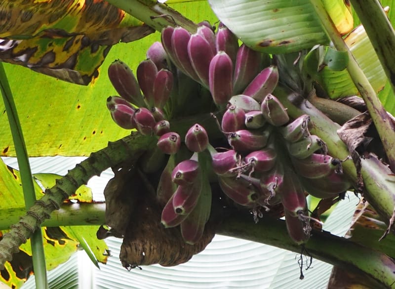 Musa formosana, Chung Kuo-Fang 3351--Taiwan. Wulai Distr. Wulai village. Hsing Hsian Trail. 19 May 2016. DSC03046 (132).JPG