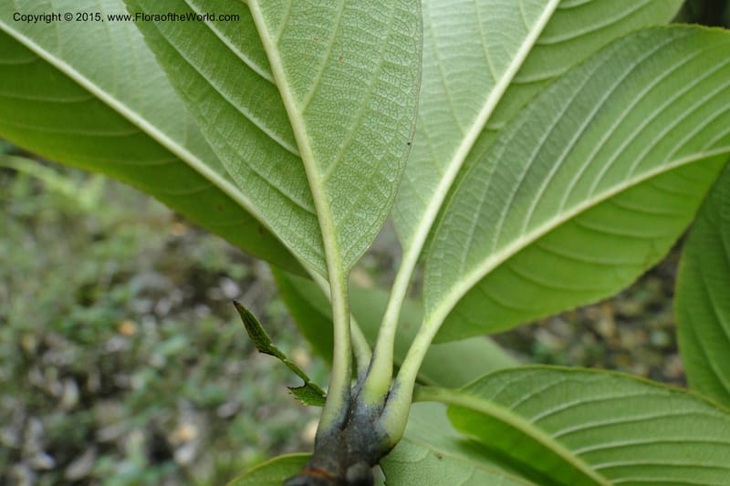 Cornus, Regalado 1800--Viet Nam. Trail to Siu Chai Commune. 5 May 2011. 167.jpg