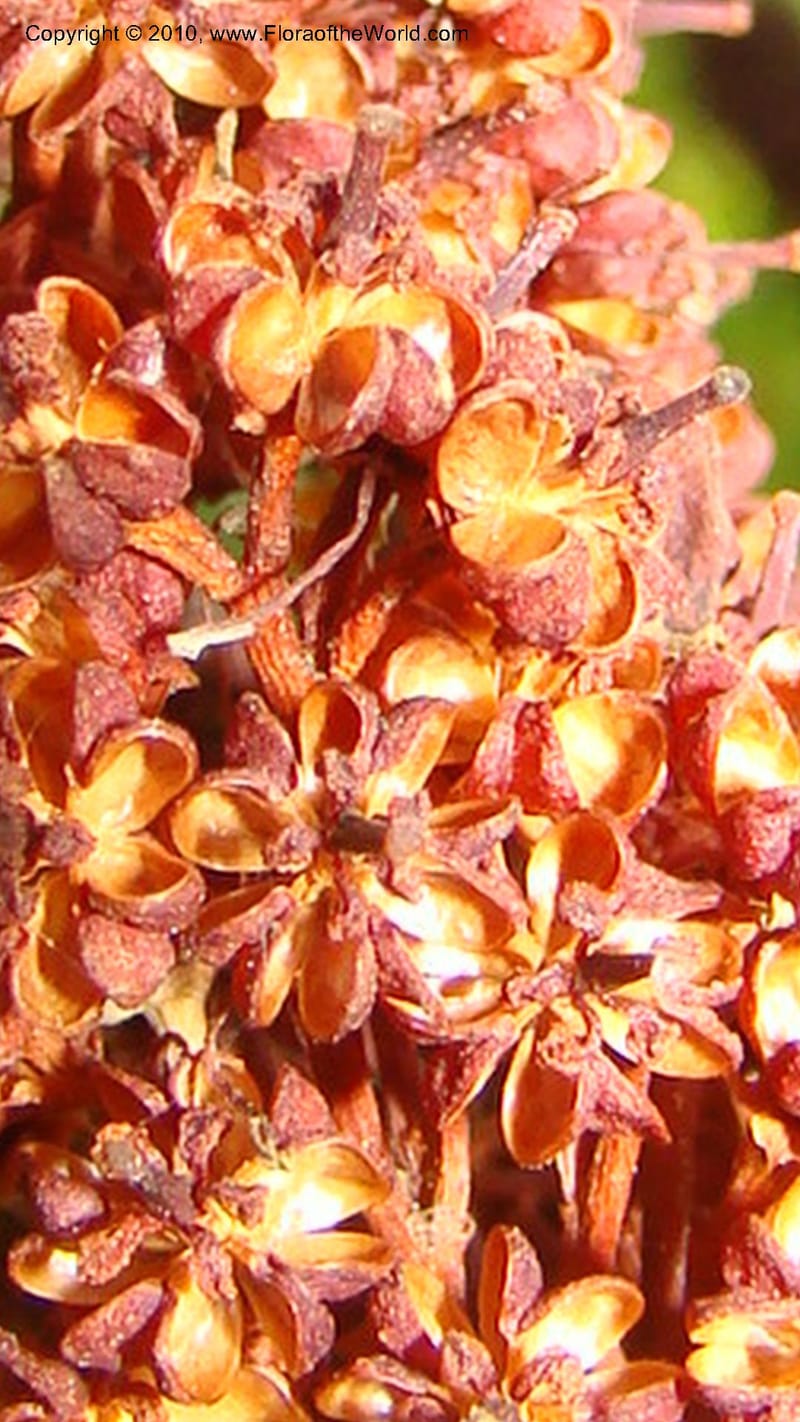 Richea dracophylla--Tasmania. Royal Tasmanian Botanical Garden. 26 Jan 2010. 045 (4).jpg