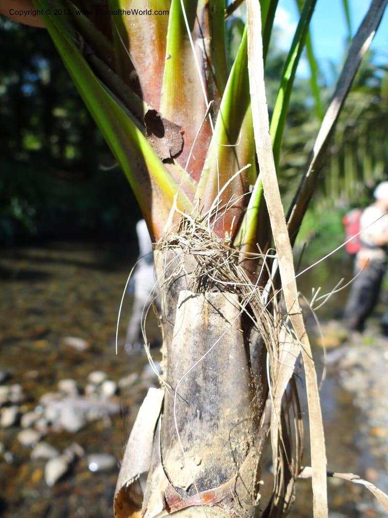 Pandanus discostigma, Callmander 1033--Malaysia. Sabah. Tahan Niaga Plantation. 8 Apr 2012. DSC07609 (39).JPG
