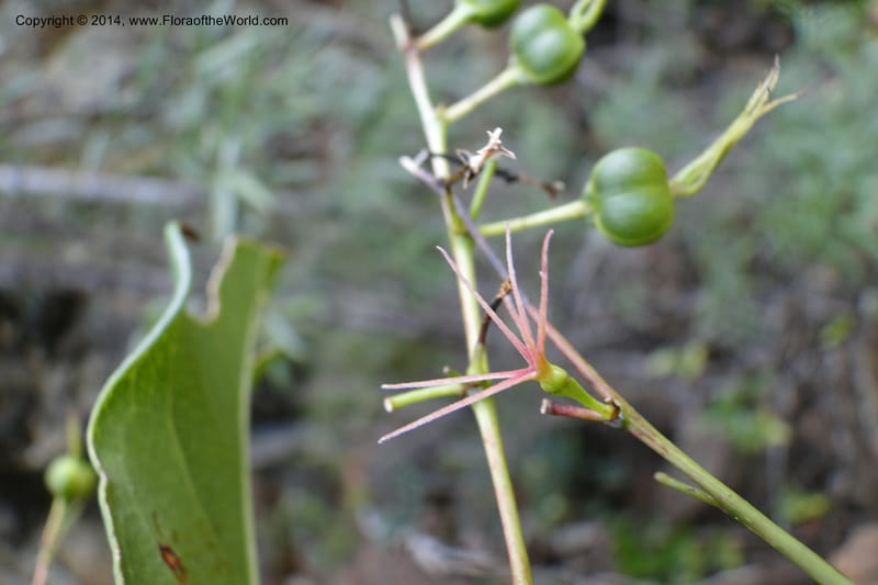 Cleidion, J. Munzinger 65 81--New Caledonia. Mine St. Louis Boulinda. 18 Feb 2011. 116 (14).jpg