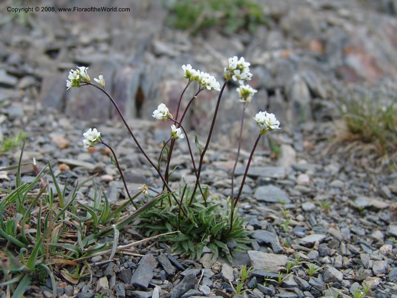 Draba hispida--Georgia. Kazbeki . Trail-road to Sameba Church. 2 Jun 05. 403.jpg