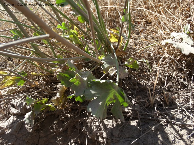 Asteriscium chilensis, Davidson, C 12819--Chile. Ruta J-55 east of Talca. 27 Nov 2014. DSC08479 (82).JPG
