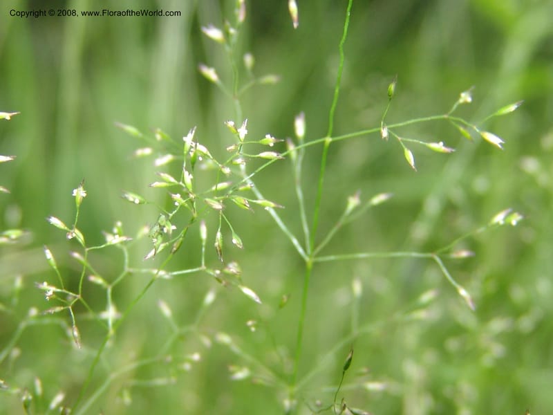 Agrostis scabra, CDavidson11119--ID. Adams Co. For. Serv. Rd. 453, to Goose Lk. 20 Jul 07. 231.jpg