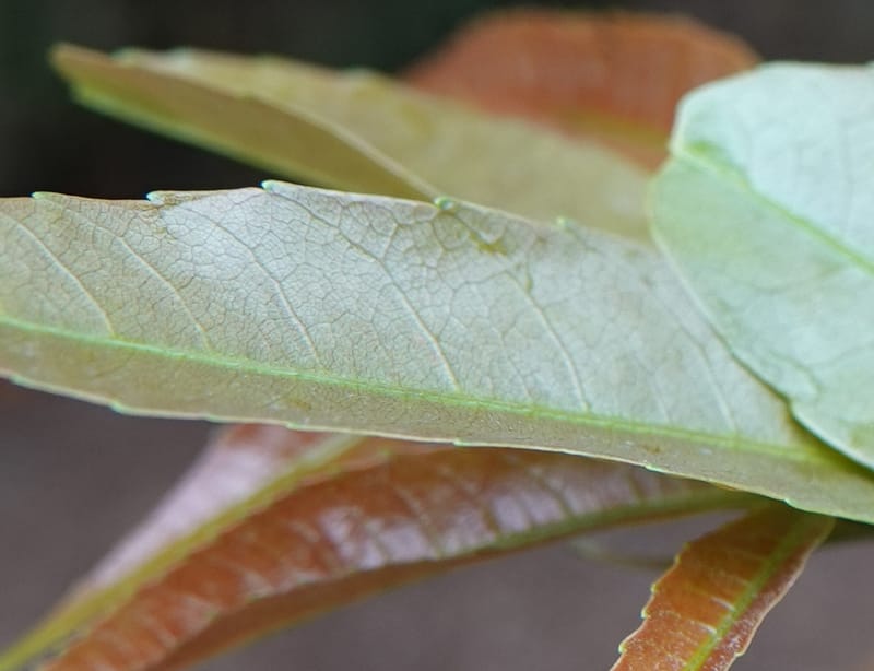 Delavaya toxocarpa, D. Boufford 44087--China. Yunnan. Xinshao Village. 28 Apr 2018. DSC00001 (64).JPG