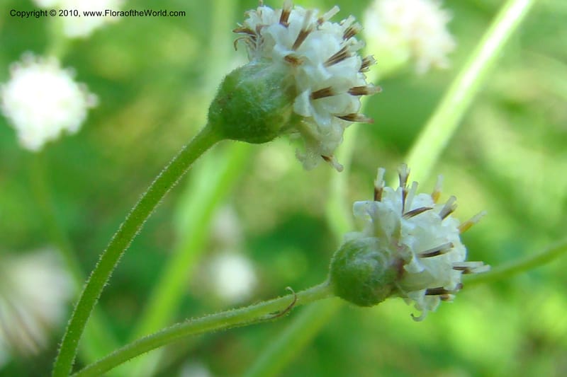 Antennaria racemosa, C. Davidson 11373--Idaho. Idaho Co. Salmon River. Polly Bemis Ranch. 27 May 2009. 087.jpg
