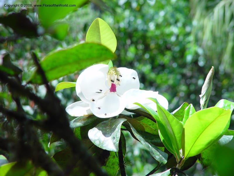 Magnolia poasana--Costa Rica. Wilson Garden. 25 Feb 02. 001.jpg