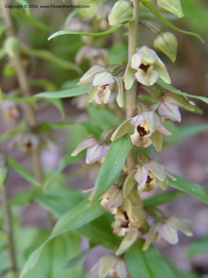 Epipactis helleborine--CA. UC Berkeley Bot. Gard. 4 Jul 03. 002.jpg