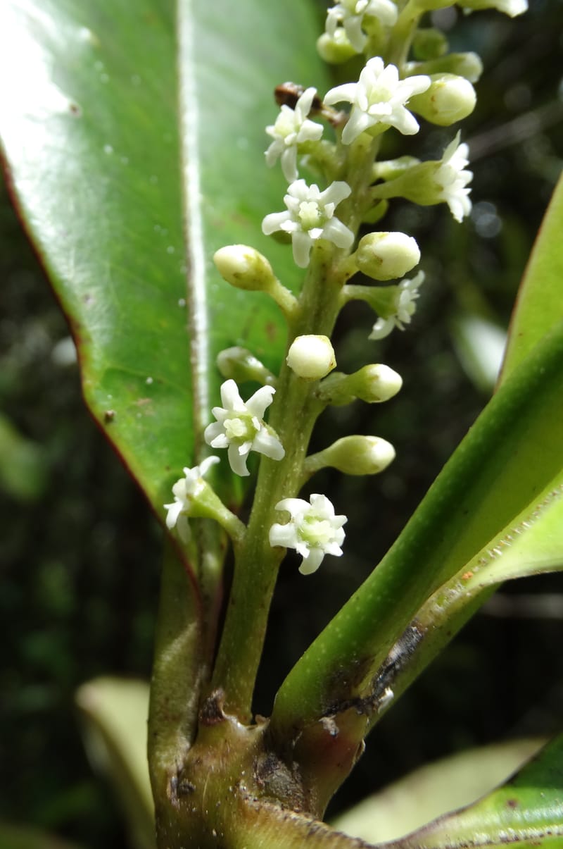 Quintinia major, Lowry, P 7373--New Caledonia. Mont Dzumac. 12 Nov 2015. DSC01563 (267).JPG