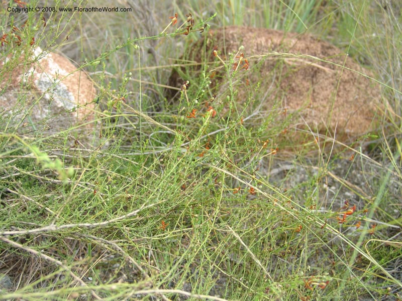 Jamesbrittenia --So.Africa. Mpumal. R577 N of Lydenburg. 16 Mch 05. 242.jpg