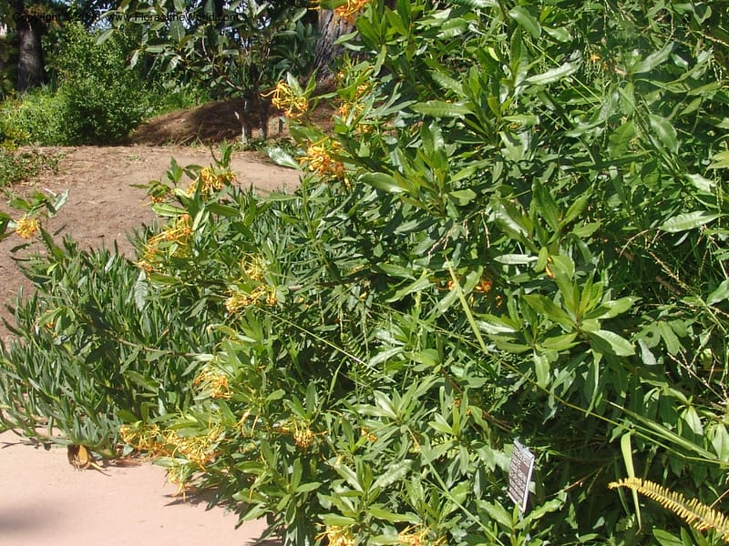 Strophanthus speciosus--CA. Quail Botanical Garden. 9 Apr 05. 162.jpg