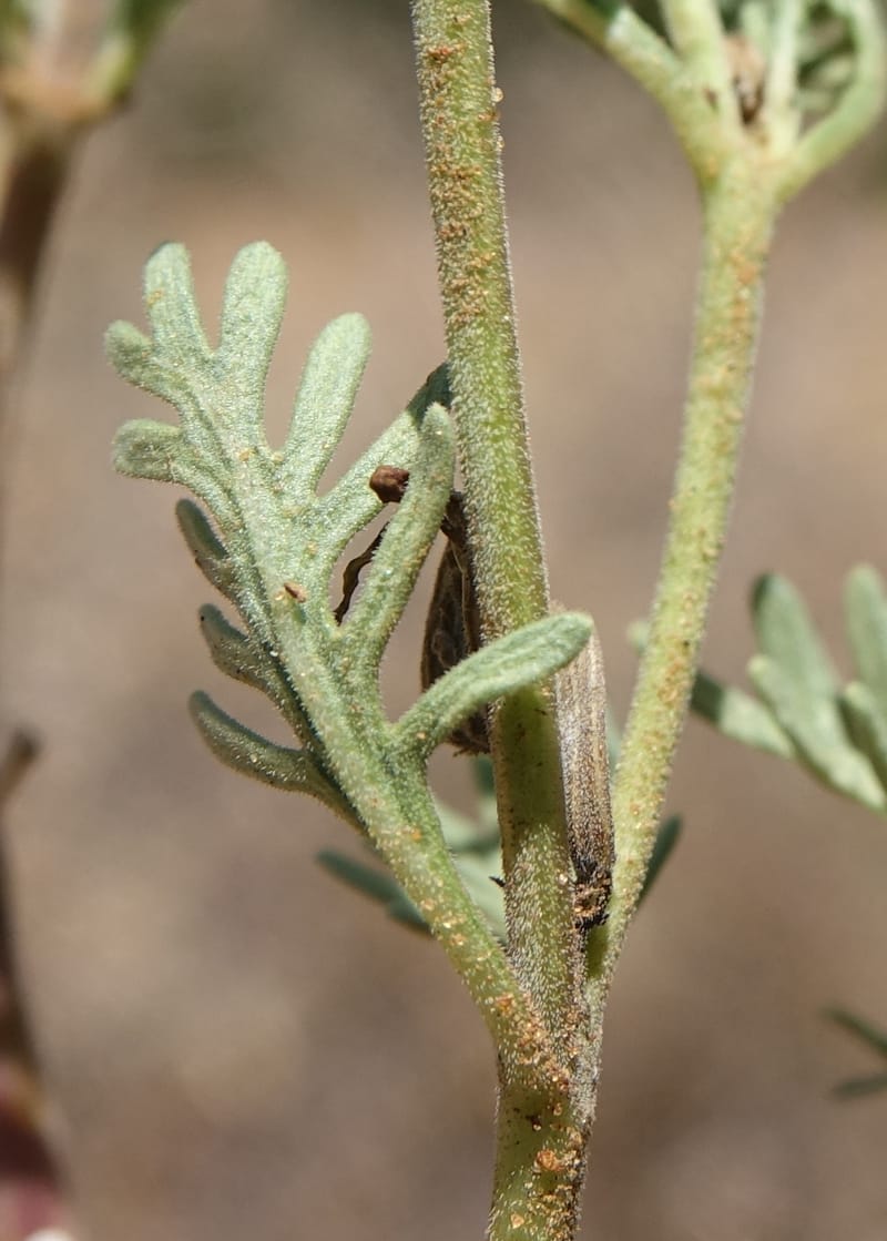 Chascanum pinnatifidum, L. Nanyeni 1170--Namibia. Hwy B1, rest stop at odom 161. 16 Mar 2018. DSC01241 (38).JPG