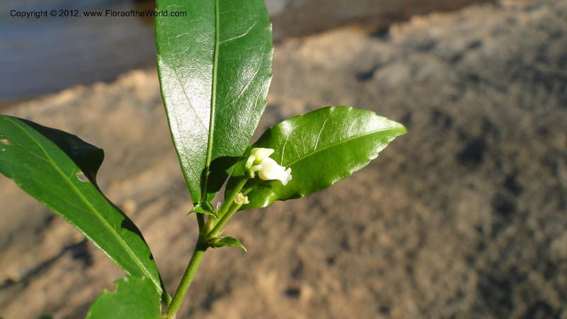 Rinorea angustifolia, N. Manjato 151--Madagascar. Mania River. 1 May 2010 159 (21).jpg