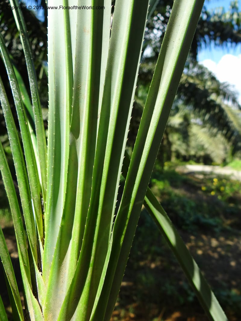 Pandanus discostigma, Callmander 1034--Malaysia. Sabah. Tahan Niaga Plantation. 8 Apr 2012. DSC07609 (70).JPG