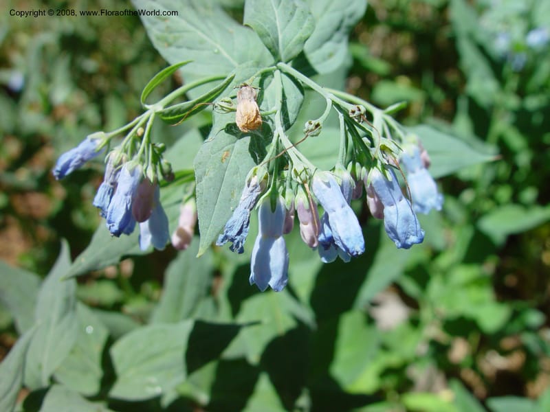 Mertensia ciliata--AZ. Arboretum at Flagstaff. 5 Jun 03. 099.jpg