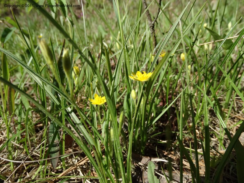 Hypoxis hirsuta, Davidson, C 12977--North Carolina. Clay Co. Buck Cr. 13 May 2015. DSC04619 (121).JPG