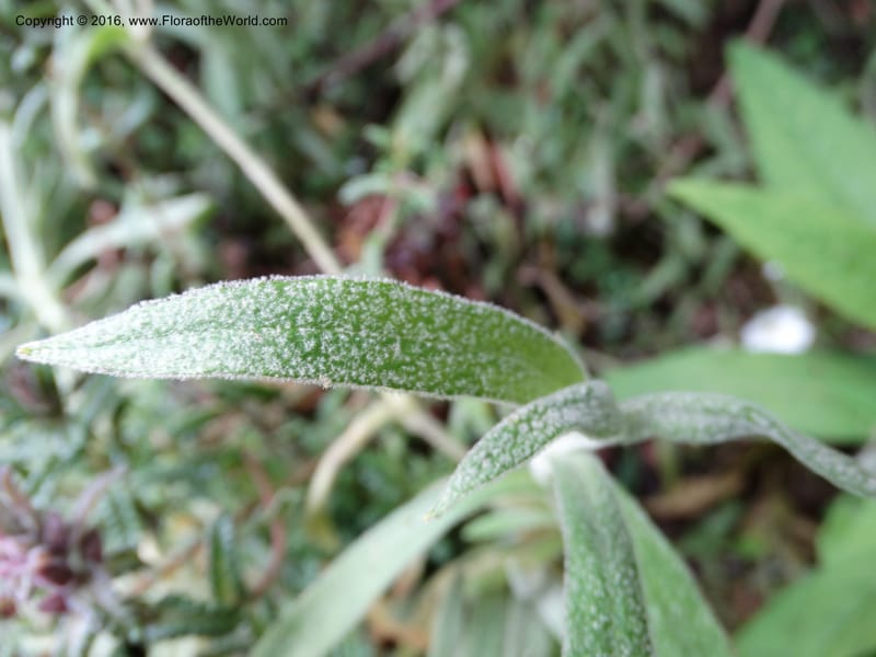 Cerastium, Ulloa, C 2477--Ecuador. Mojanda. 22 Apr 2015. DSC02267 (80).JPG