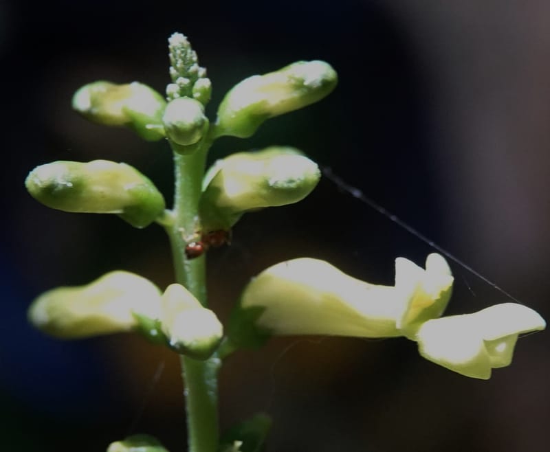 Thomandersia laurifolia, C. Davidson 13964--Gabon. Arb. Sibang. 5 Nov. 2018. DSC02235 (353).JPG