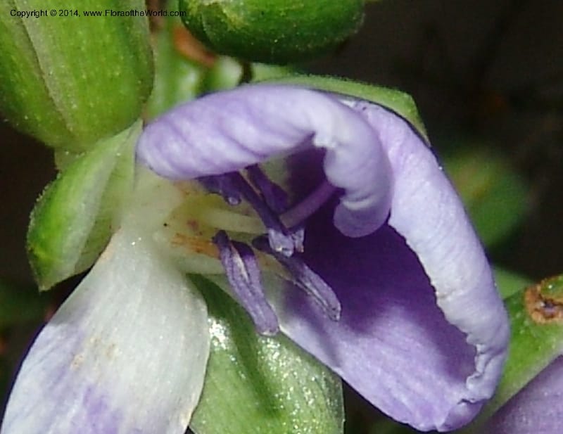 Dichorisandra, RVasquez 33088--Peru. Pillcopata. Qbda Sa. 30 Oct 2007. 3A2 (3).jpg