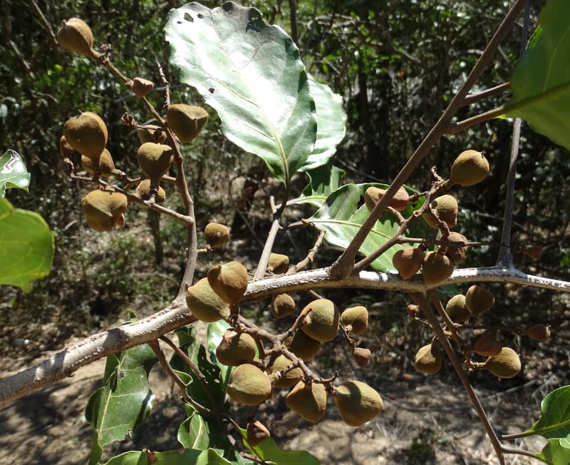 Cupaniopsis, Callmander, M 1227--New Caledonia. Tina. 10 Nov 2015. DSC00610 (12).JPG