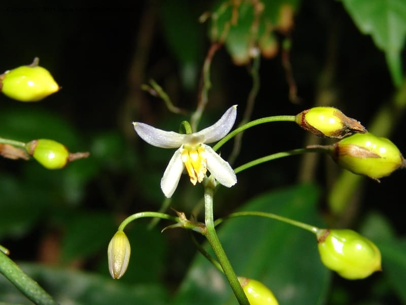 Dianella ensifolia, ROR1594--Madag. Parc Nat. Montagne d'Ambre. 11 Nov 06. 383.jpg