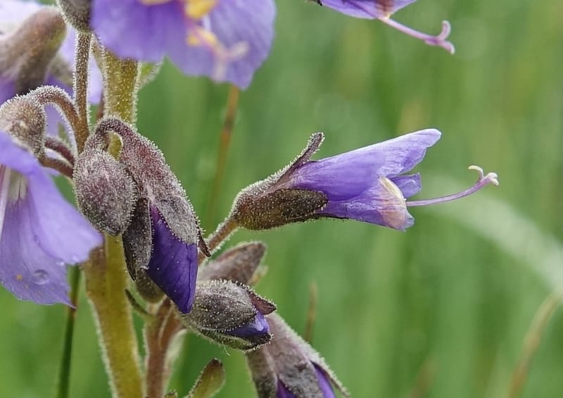 Polemonium occidentale, C. Davidson 13641--ID. Fremont Co. Duck Cr. Ranch. 16 Jun 2017. DSC01937 (91).JPG